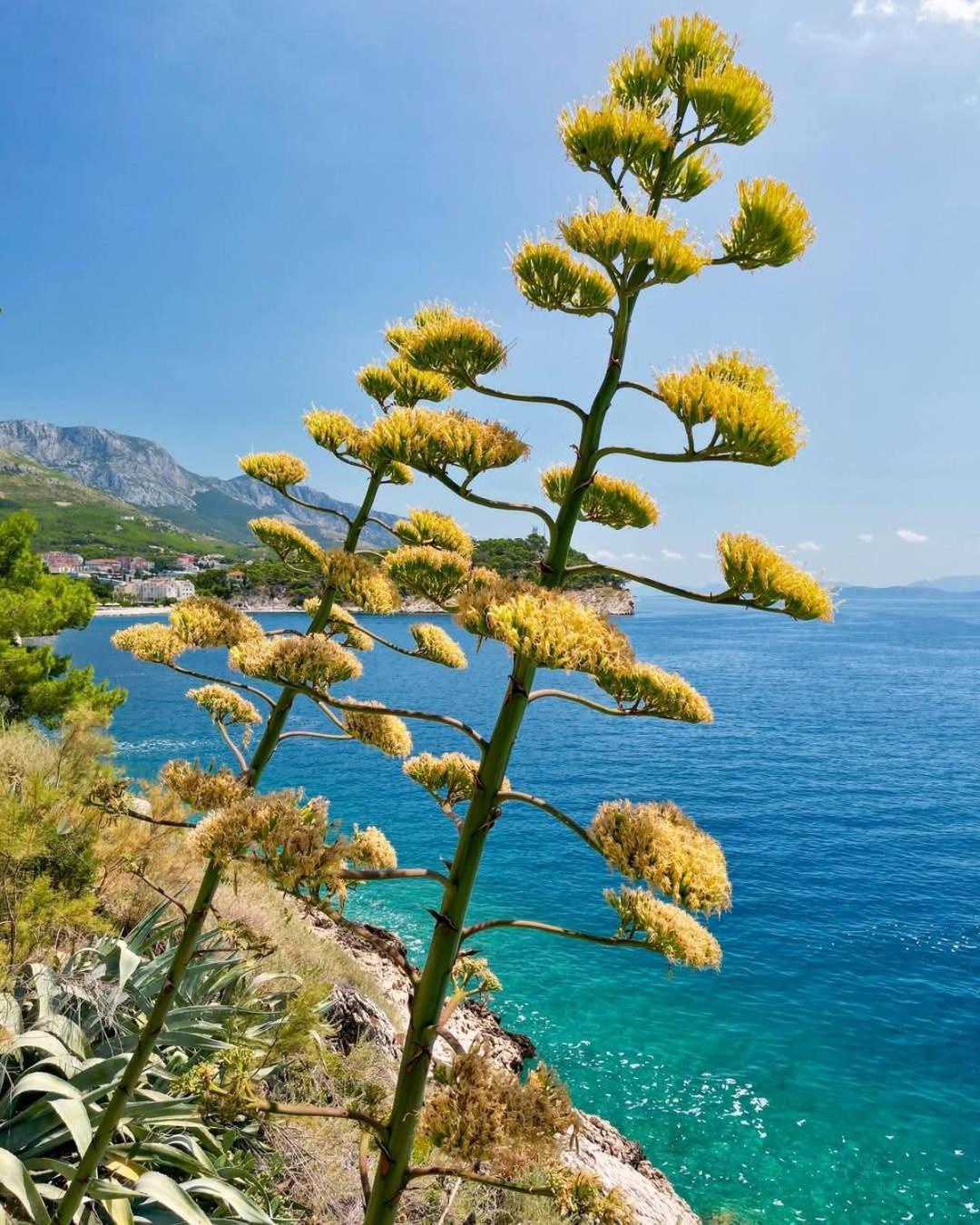 Apartment Villa Mirna Makarska Luaran gambar
